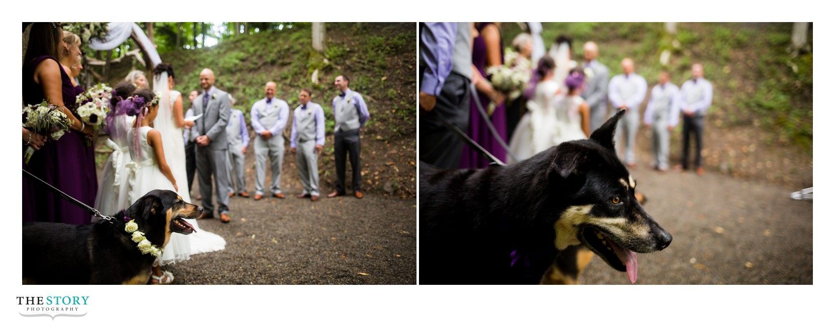 dogs in the wedding party