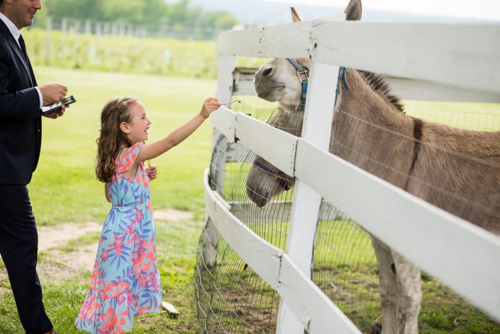 little girl feeding donkeys at Ventosa Vineyard wedding